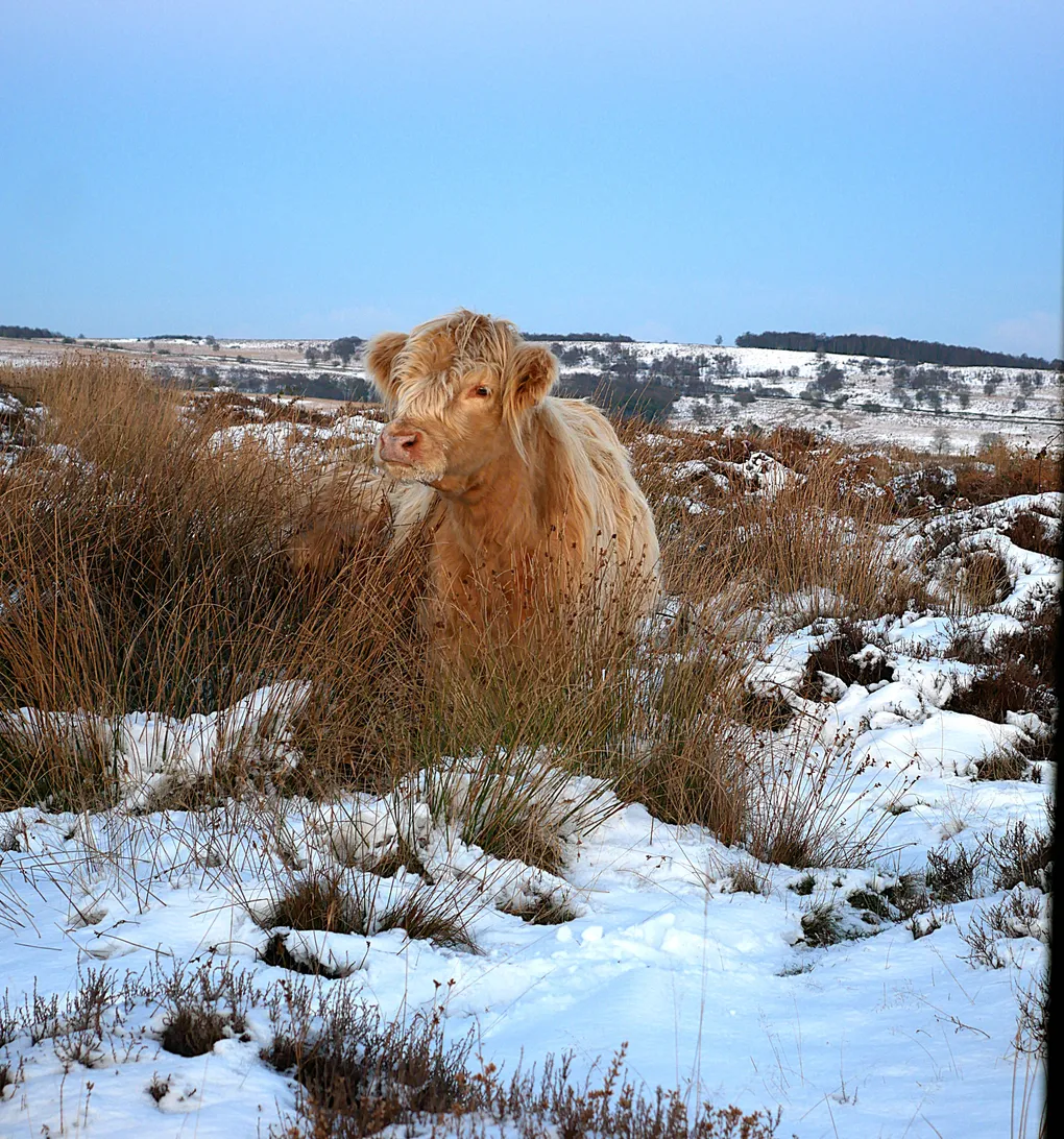 A brown, shaggy cow in the middle of a winter field